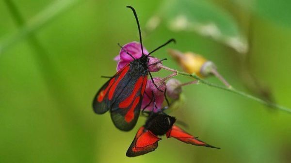 Platterbsen Widderchen Zygaena Osterodensis Lepidopedia