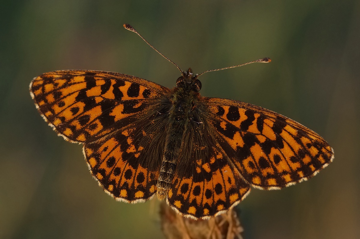 Magerrasen-Perlmuttfalter Boloria dia : lepidopedia