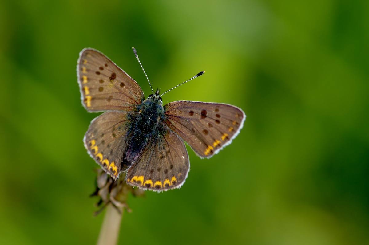 Lilagold-Feuerfalter Lycaena hippothoe : lepidopedia